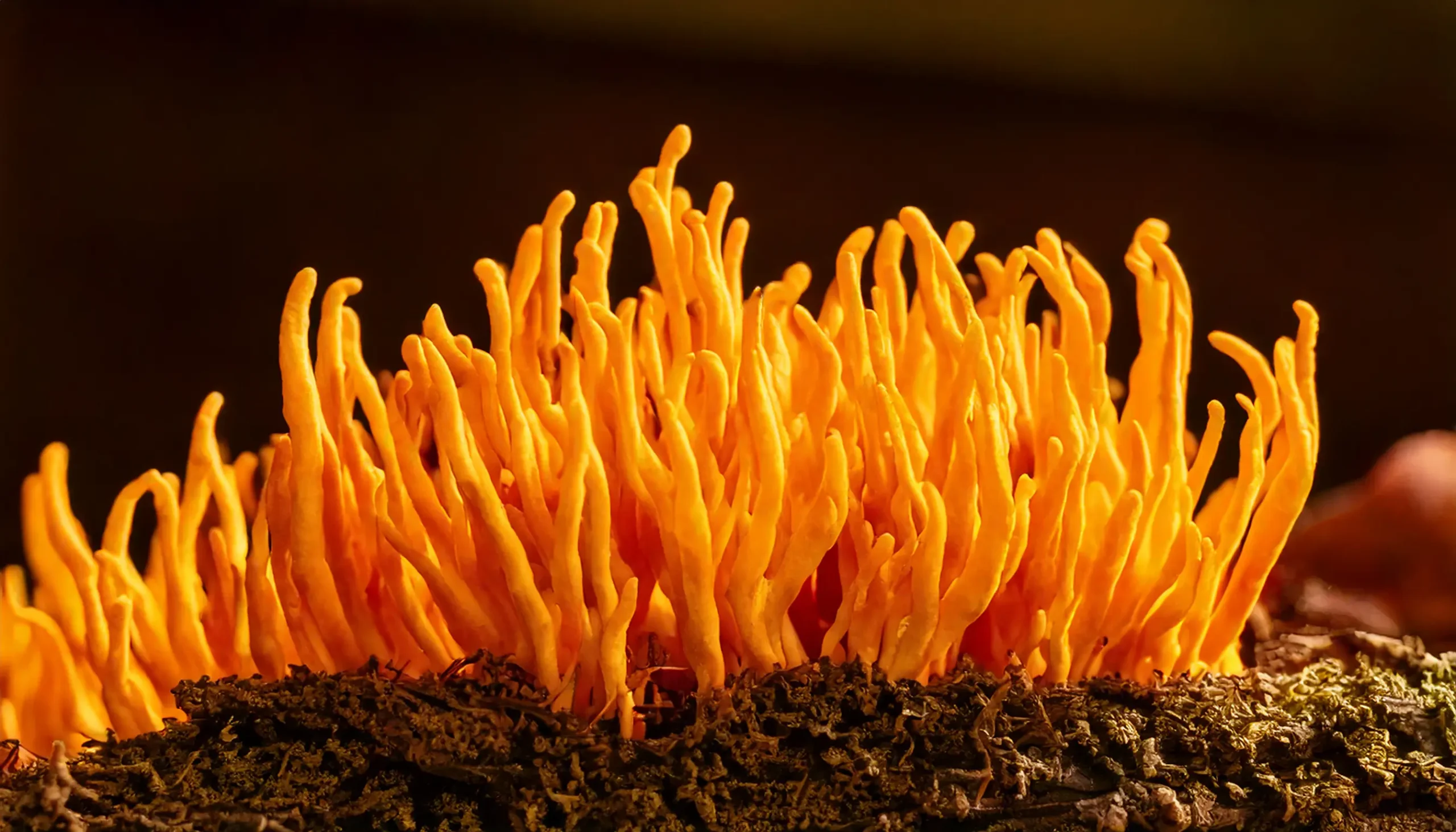 Cordyceps : Risques et Effets Indésirables de ce Champignon Médicinal Populaire